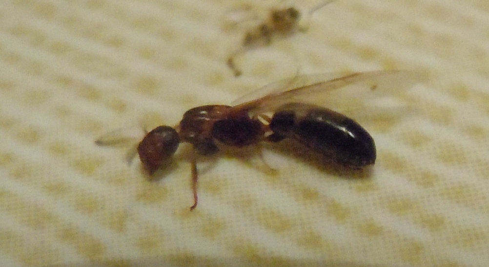 Camponotus truncatus?  S